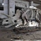 Bộ xương khủng long ngoài trời lớn, Bộ xương mô hình khủng long chống nắng