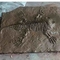 Trung tâm mua sắm Bản sao xương khủng long, Hộp sọ hóa thạch bản sao khủng long