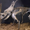 Bản sao bộ xương khủng long chịu thời tiết / Bản sao xương khủng long