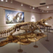 Bản sao bộ xương khủng long thực tế / Bản sao thế giới kỷ Jura cho trong nhà