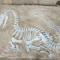 Bản sao khủng long kích thước cuộc sống, hóa thạch bản sao khủng long cho hoạt động kinh doanh